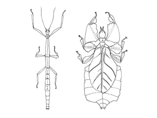 Classification Stick Insect Insect classification lab19 | PPT