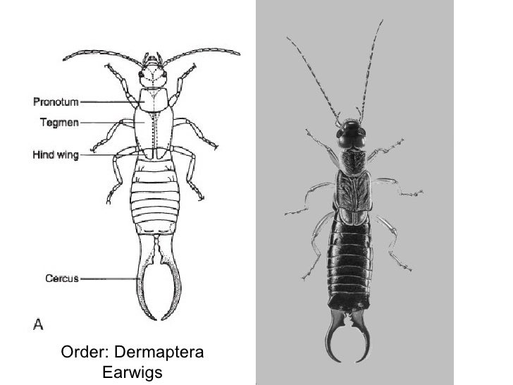 Insect classification lab19