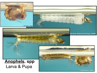 Anophels. spp
Larva & Pupa
 