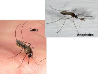 Culex
        Anopheles
 