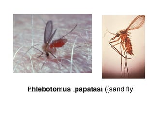 Phlebotomus papatasi ((sand fly
 
