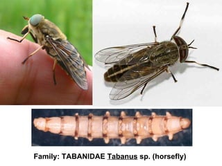 Family: TABANIDAE Tabanus sp. (horsefly)
 