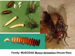 Family: MUSCIDAE Musca domestica (House flies)
 