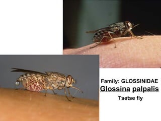 Family: GLOSSINIDAE
Glossina palpalis
     Tsetse fly
 