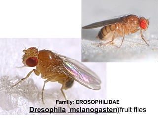 Family: DROSOPHILIDAE
Drosophila melanogaster((fruit flies
 