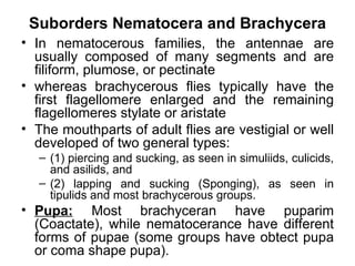 Suborders Nematocera and Brachycera
• In nematocerous families, the antennae are
  usually composed of many segments and are
  filiform, plumose, or pectinate
• whereas brachycerous flies typically have the
  first flagellomere enlarged and the remaining
  flagellomeres stylate or aristate
• The mouthparts of adult flies are vestigial or well
  developed of two general types:
   – (1) piercing and sucking, as seen in simuliids, culicids,
     and asilids, and
   – (2) lapping and sucking (Sponging), as seen in
     tipulids and most brachycerous groups.
• Pupa: Most brachyceran have puparim
  (Coactate), while nematocerance have different
  forms of pupae (some groups have obtect pupa
  or coma shape pupa).
 