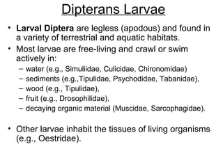 Dipterans Larvae
• Larval Diptera are legless (apodous) and found in
  a variety of terrestrial and aquatic habitats.
• Most larvae are free-living and crawl or swim
  actively in:
  –   water (e.g., Simuliidae, Culicidae, Chironomidae)
  –   sediments (e.g.,Tipulidae, Psychodidae, Tabanidae),
  –   wood (e.g., Tipulidae),
  –   fruit (e.g., Drosophilidae),
  –   decaying organic material (Muscidae, Sarcophagidae).

• Other larvae inhabit the tissues of living organisms
  (e.g., Oestridae).
 