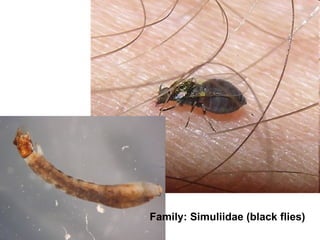 Family: Simuliidae (black flies)
 