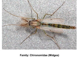 Family: Chironomidae (Midges)
 