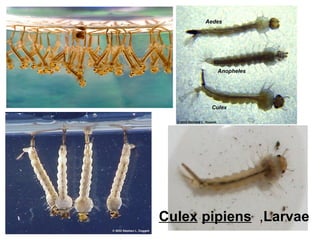 Culex pipiens ,Larvae
 