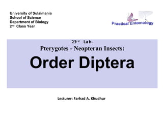 University of Sulaimania
School of Science
Department of Biology
2nd Class Year



                                  23r d   La b.
                 Pterygotes - Neopteran Insects:

           Order Diptera
                           Lecturer: Farhad A. Khudhur
 
