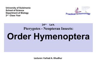 University of Sulaimania
School of Science
Department of Biology
2nd Class Year



                                  24t h   La b.
                 Pterygotes - Neopteran Insects:

 Order Hymenoptera

                           Lecturer: Farhad A. Khudhur
 