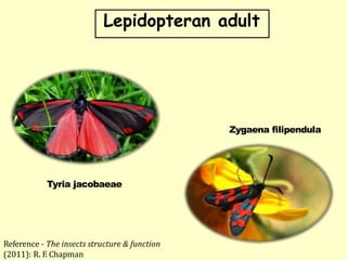 Insect colouration and its importance in entomology | PPTX