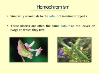 Insect colouration and its importance in entomology | PPTX