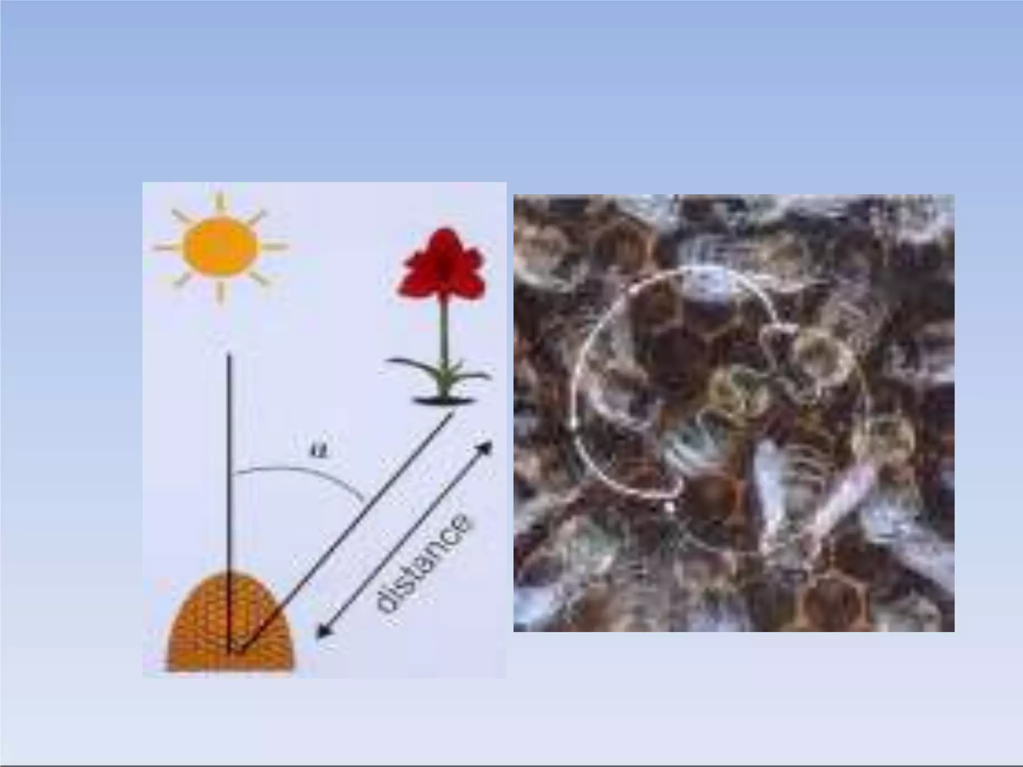 insect_communication_lecture_2_0.pptx