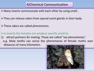 Insects Communication Example insect_communication_lecture_2_0.pptx