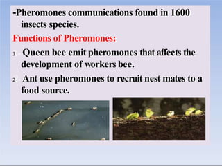 Insects Communication Example insect_communication_lecture_2_0.pptx