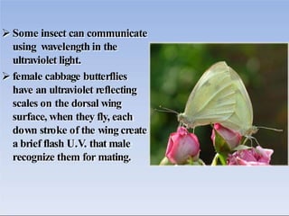  Some insect can communicate
using wavelength in the
ultraviolet light.
 female cabbage butterflies
have an ultraviolet ...