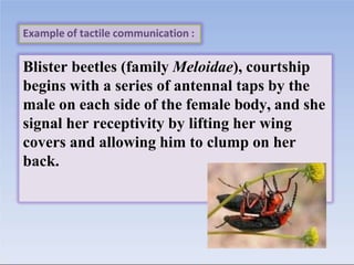 Blister beetles (family Meloidae), courtship
begins with a series of antennal taps by the
male on each side of the female ...