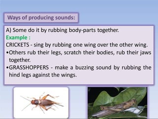B) Some have special organs to produce sound.
Example:
Male cicadas have special organs to produce sound these are
called...