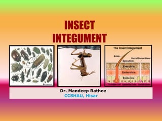 INSECT
INTEGUMENT
Dr. Mandeep Rathee
CCSHAU, Hisar
 