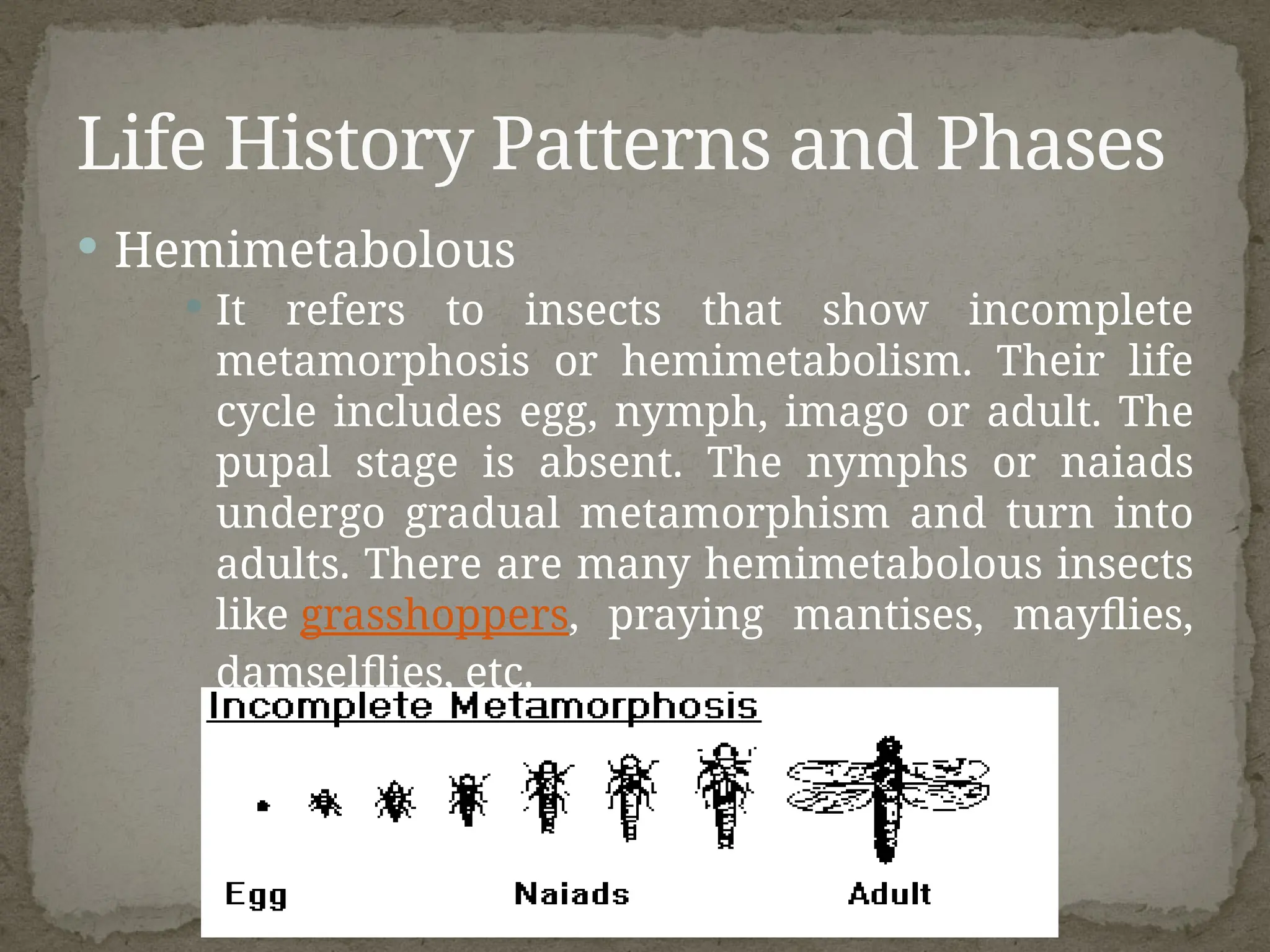Insect Development Phase Insect Development and Life Histories.pptx