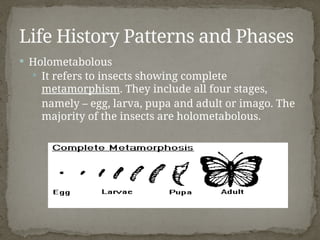 Insect Development Phase Insect Development and Life Histories.pptx