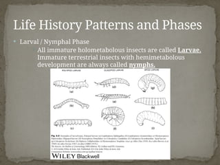 Insect Development and Life Histories.pptx