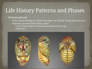 Insect Development and Life Histories.pptx
