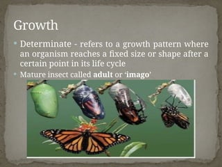 Insect Development and Life Histories.pptx