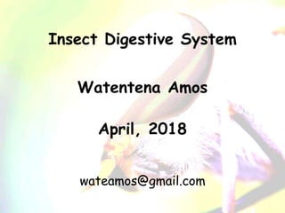 Watentena Amos
April, 2018
wateamos@gmail.com
Insect Digestive System
 