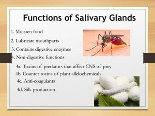 Functions of Salivary Glands
1. Moisten food
2. Lubricate mouthparts
3. Contains digestive enzymes
4. Non-digestive functions
4a. Toxins of predators that affect CNS of prey
4b. Counter toxins of plant allelochemicals
4c. Anti-coagulants
4d. Silk production
 