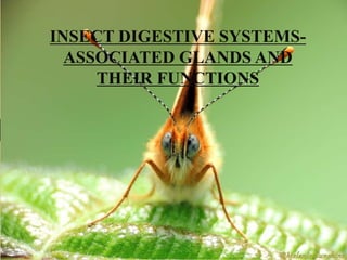 INSECT DIGESTIVE SYSTEMS-
ASSOCIATED GLANDS AND
THEIR FUNCTIONS
 