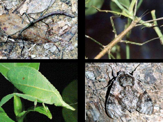 insect dominance.pptx