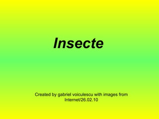 Insecte Created by gabriel voiculescu with images from Internet/26.02.10 