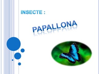 INSECTE : PAPALLONA 