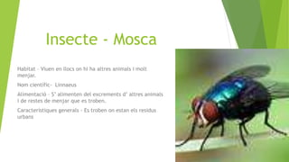 Insecte - Mosca
Habitat – Viuen en llocs on hi ha altres animals i molt
menjar.
Nom científic- Linnaeus
Alimentació – S’ alimenten del excrements d’ altres animals
i de restes de menjar que es troben.
Característiques generals - Es troben on estan els residus
urbans
 