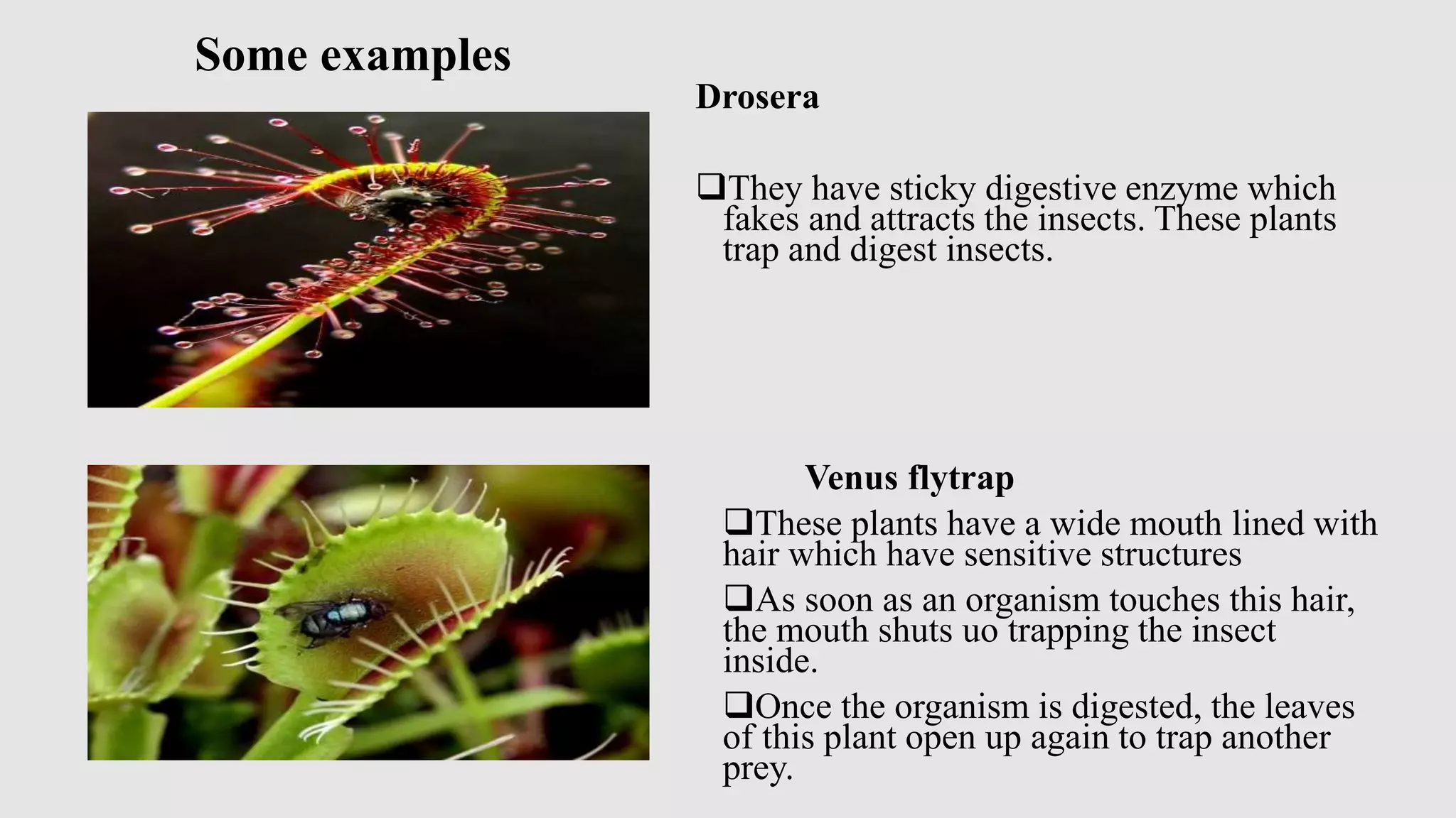 Insect ecology presentation | PPTX