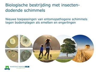 Biologische bestrijding met insecten-
dodende schimmels
Nieuwe toepassingen van entomopathogene schimmels
tegen bodemplagen als emelten en engerlingen
 
