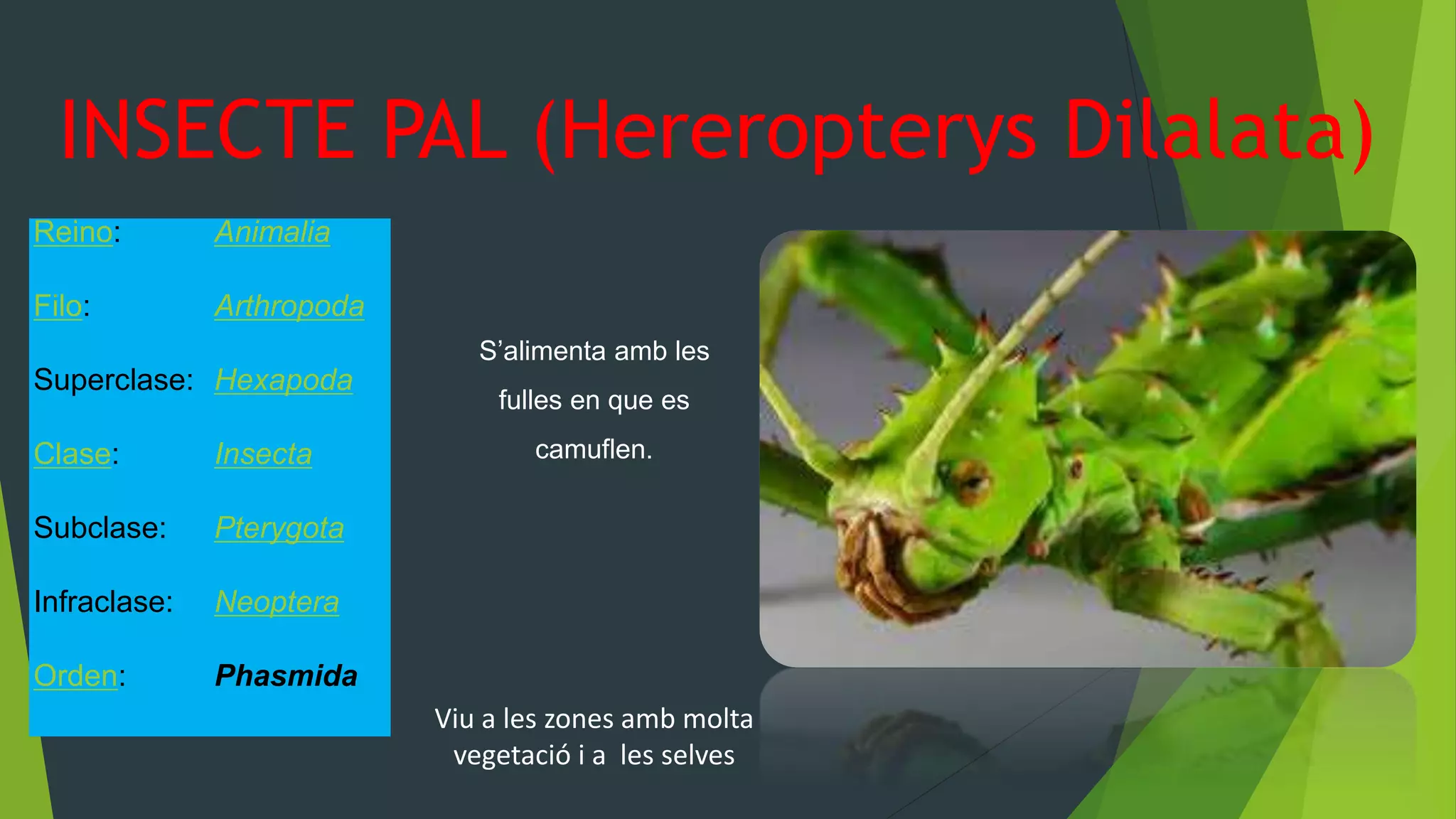Insecte pal (hereropterys dilalata) | PPTX
