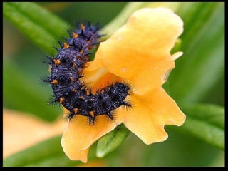 Insectes | PPS