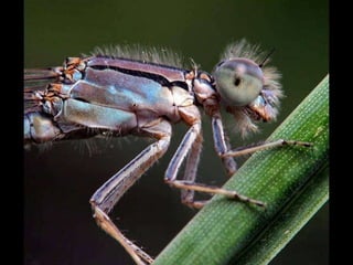 Insectes | PPS
