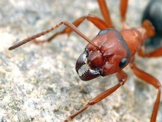 Insectes | PPS