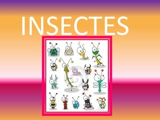 INSECTES
 