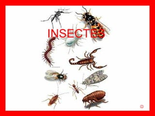 INSECTES  