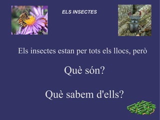 ELS INSECTES




Els insectes estan per tots els llocs, però

               Què són?

         Què sabem d'ells?
 