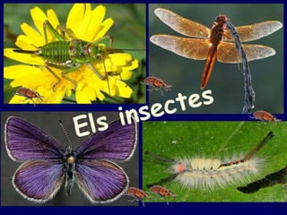 Insectes