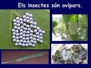 Insectes