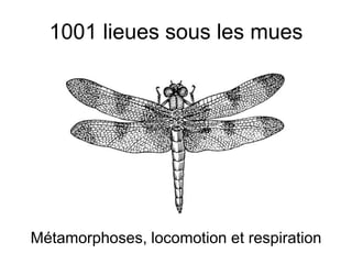 1001 lieues sous les mues
Métamorphoses, locomotion et respiration
 