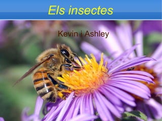 Els insectes Kevin i Ashley 